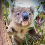 Jirrahlinga Koala and Wildlife Sanctuary